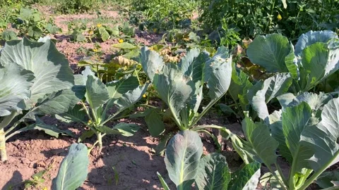 Young cabbage bushes horizontal 4k footage, agriculture concept, harvest Vídeos de archivo 246048750