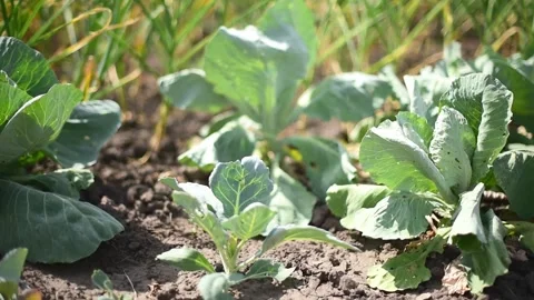 Young cabbage bushes horizontal 4k footage, agriculture concept, harvest Stock Footage 247131549