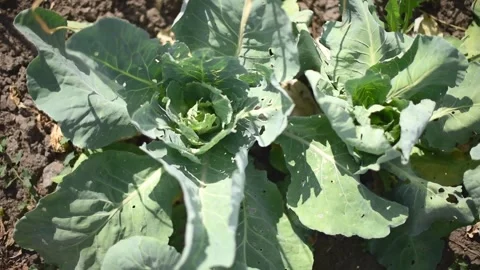 Young cabbage bushes horizontal 4k footage, agriculture concept, harvest Stock Footage 247132253