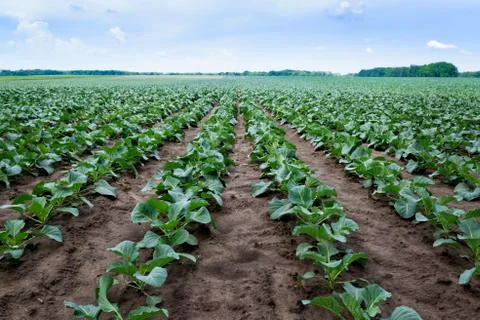 Young cabbage field 스톡 사진