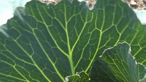 Young cabbage on a field, vegetables Stock Footage 95185581