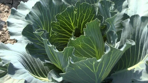 Young cabbage on a field, vegetables Stock Footage 95185667