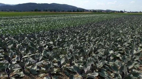 Young cabbage on a field, vegetables Stock Footage 95186091