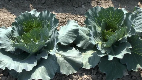 Young cabbage on a field, vegetables Stock Footage 95186255