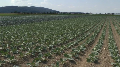 Young cabbage on a field, vegetables Stock Footage 95186700