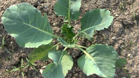 Young cabbage on a field, vegetables Stock Footage 95188036