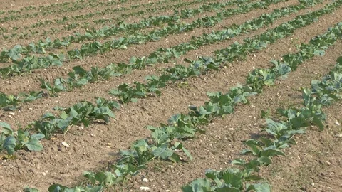 Young cabbage on a field, vegetables Stock Footage 95188277