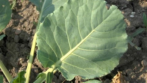 Young cabbage on a field, vegetables Stock Footage 95188716