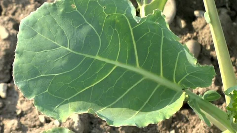 Young cabbage on a field, vegetables Stock Footage 95188725