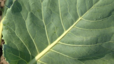 Young cabbage on a field, vegetables Stock Footage 95188782