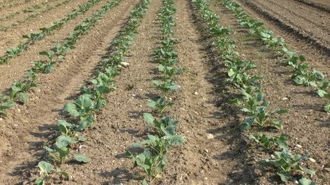 Young cabbage on a field, vegetables Stock Footage 95188957
