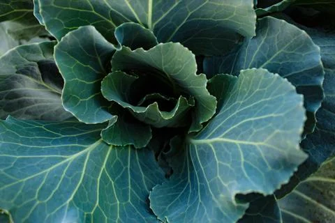 Young cabbage in the garden Stock Photos