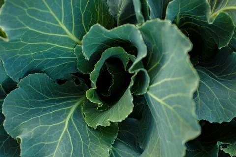Young cabbage in the garden Stock Photos