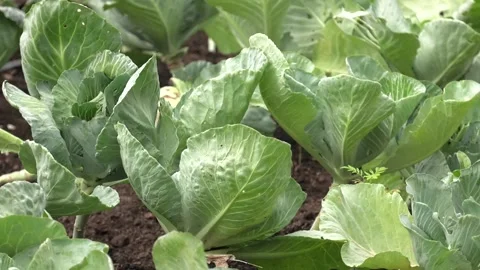 Young cabbage growing in the farm land. Stock Footage 101776790