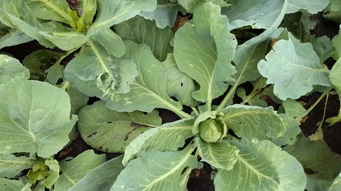 Young cabbage grows close up Stock Footage 92576498