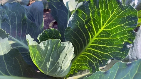 Young cabbage grows in the farmer field. Camera moves along rows of cabbage Stock Footage 246048597