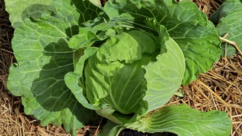 Young cabbage grows in the farmer field. Stock Footage 305926997