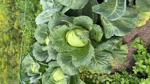 Young cabbage grows in the farmer field, growing cabbage in the open field. Stock Footage 310142866