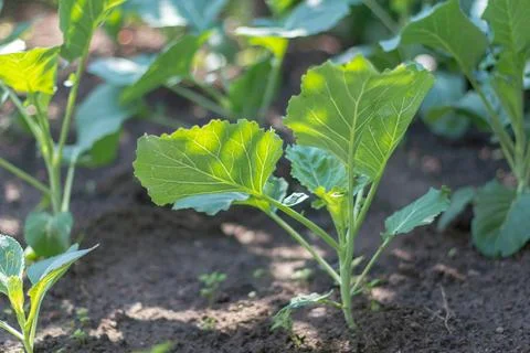 Young cabbage grows in a garden bed. Selective focusing Stock Photos