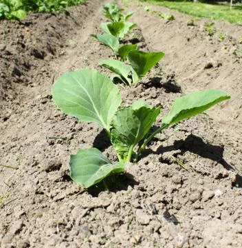 Young cabbage Stock Photos