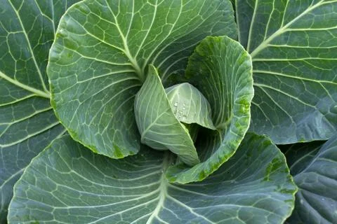 Young cabbage Stock Photos