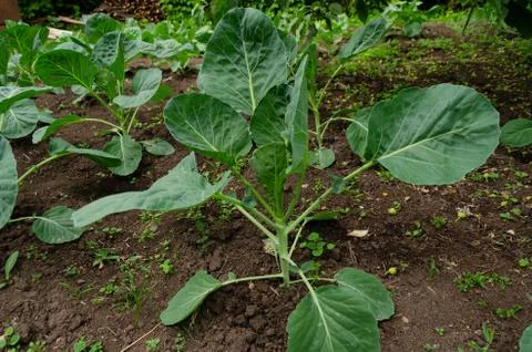 Young cabbage Stock Photos
