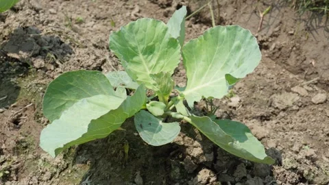 Young cabbage plant Video stock 334001330