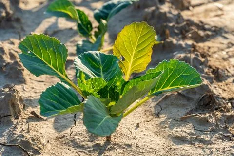 Young Cabbage Plant Grows in Dry Soil Under Sunlight in a Farm Field During.. Stock Photos