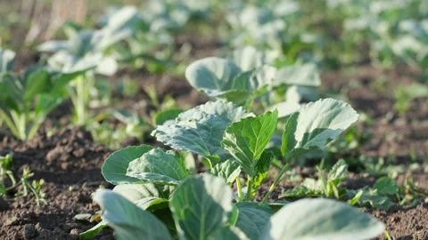 Young cabbage plantation. Cabbage seedlings. Seedlings of vegetables in the soil Stock Footage 197351625