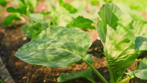 Young cabbage plants growing in garden bed close-up with green leaves 库存影片 337866335