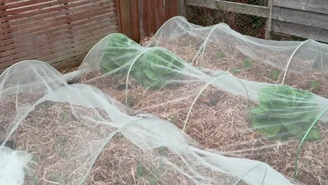 Young cabbage plants growing under protective garden netting. Vidéo 343839754