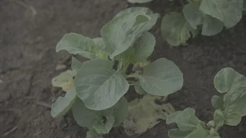Young Cabbage Plants Growing in Vegetable Garden Soil – 4K LOG Stock-Footage 345267601