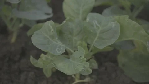 Young Cabbage Plants Growing in Vegetable Garden Soil – 4K LOG Stock-Footage 345267681