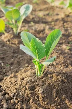 Young cabbage plants Stock Photos