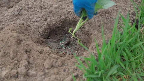 A young cabbage seedling is placed in a hole in the soil of a vegetable garden Stock Footage 311911491