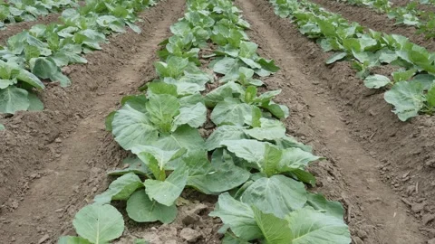 Young cabbage seedlings Video stock 334000017