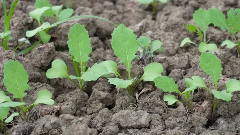 Young Cabbage Seedlings Growing Vidéo 329402038