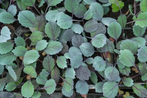 Young Cabbage Seedlings in Tray Ready for Planting Foto stock