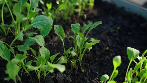 Young cabbage seedlings on a vegetable garden bed close-up in a greenhouse Video stock 310764549