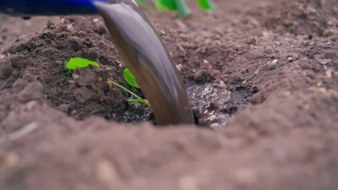 Young cabbage sprout being watered with fertilizer before planting, close-up in Stock Footage 311911623