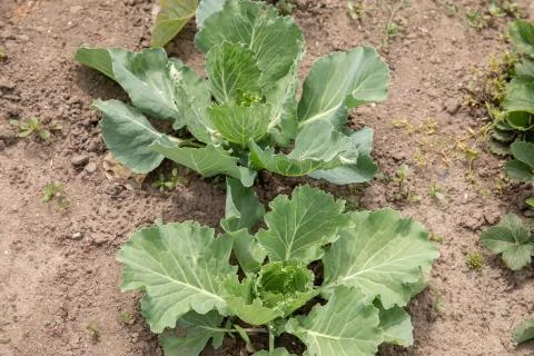 Young cabbage sprout on the vegetable bed Stock Photos