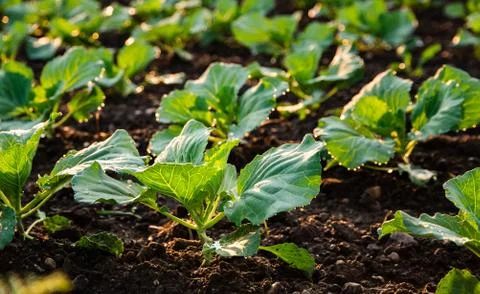 Young cabbage sprouts on the field in rows. Stock Photos