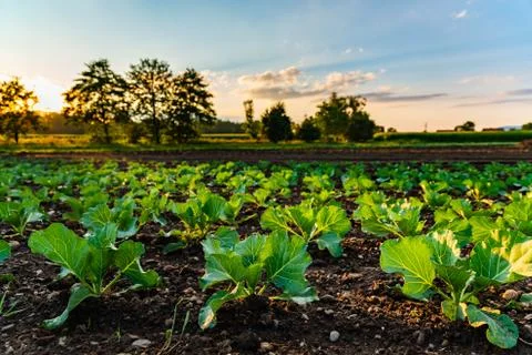 Young cabbage sprouts on the field in rows. Stock Photos