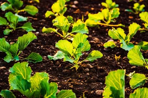 Young cabbage sprouts on the field in rows. Stock Photos