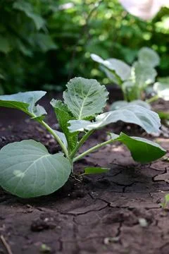 Young cabbage sprouts in the garden Stock Photos