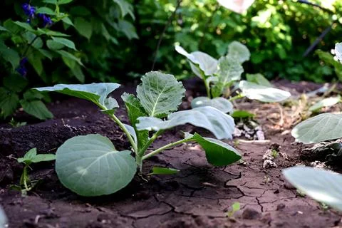 Young cabbage sprouts in the garden Stock Photos