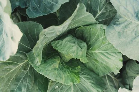 Young cabbage top view. Cabbage leaves in the garden Stock Photos