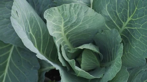 Young cabbage. View from above. White cabbage leaves. A head of cabbage grows in Stock Footage 159894415