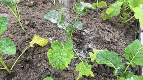 Young cabbages sprinkled with ashes for protection from the pests Stock Footage 321153574