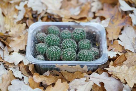 Young cactus seedlings in plastic container stand on dry fallen oak leaves Stock Photos